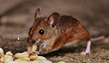 24 Hour & Emergency Exterminators in Mardela Spgs, MD